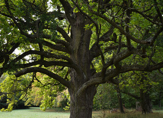 Wonderful sprawling tree in the park