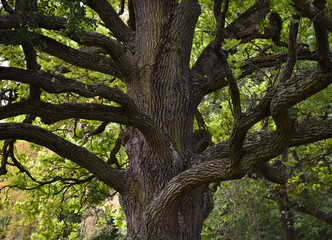 Wonderful sprawling tree in the park