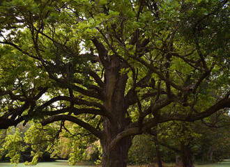 Wonderful sprawling tree in the park