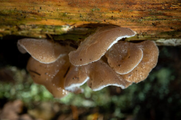 Fototapeta premium Jelly tooth fungus in Scotland