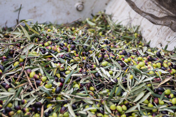 Raccolta delle olive e produzione olio extravergine di oliva in puglia, italia