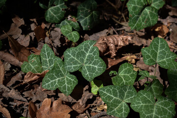 Wonderful green ivy among the withered leaves