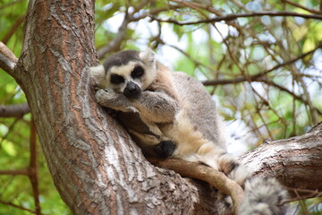 Anja Community Reserve, Madagascar: Ring-tailed lemur