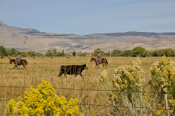 cowboy rounding up cattle in the open field