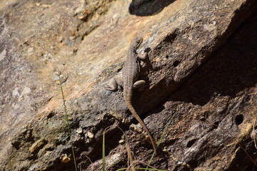 Isalo National Park, Madagascar: Dumeril's Madagascar swift