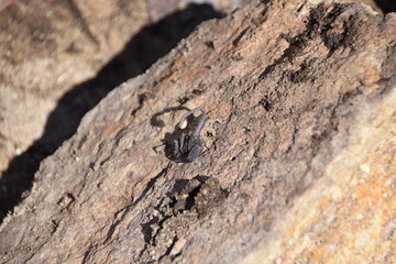 Isalo National Park, Madagascar: Scorpion