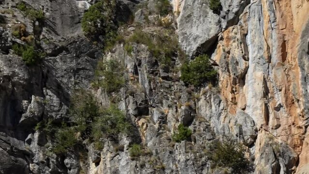 a Spanish Griffon vulture (Eurasion griffon, Gyps fulvus) riding updrafts in a rocky mountain gorge, Pyrenees, Spain