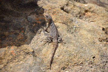 Isalo National Park, Madagascar: Spiny-tailed iguana