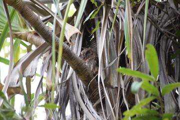 Isalo National Park, Madagascar: Madagascar scops owl