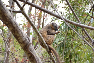 Isalo National Park, Madagascar: Red-fronted brown lemur
