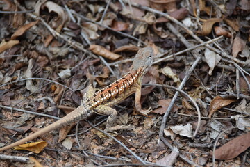Madagascar: Three-eyed iguana in the Zombitse-Vohibasia National Park
