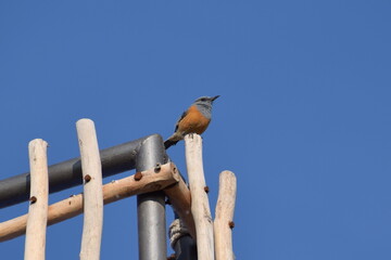 Madagascar: Littoral Rock Thrush, an endemic species very local to the south-west, here in Anakao