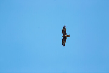 wildlife concept - steppe eagle flying in blue sky
