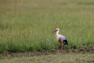 Fototapeta premium White stork (Ciconia ciconia) searching for food in spring on a meadow in the nature protection area Moenchbruch near Frankfurt, Germany.