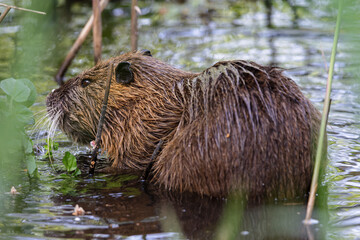 Nutria (Myocastor coypus) sitting at a lake in the nature protection area Moenchbruch near Frankfurt, Germany.
