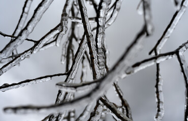 Branches covered in clear ice and freezing rain with a background of grey clouds
