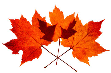 Three overlapping red maple leaves in bright autumn color and showing signs of decay. On a transparent background
