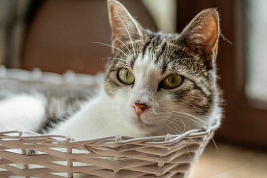 Gato tricolor 