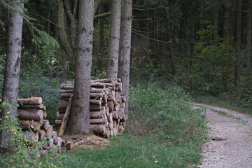 Gehackte Baumstämme im Wald gestapelt