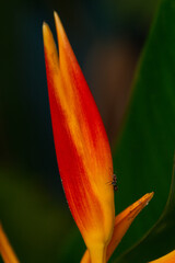 Close up photo of a tropical flower (Heliconia) from Costa Rica. An ant climbing the flower. Orange, red and green colors. Flora tropical countries.
