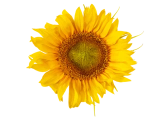 Rolgordijnen słonecznik png, kwiat na przezroczystym tle © meegi