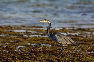 The Black-headed heron on the coast of the Indian Ocean.