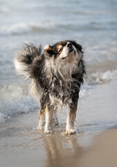 Fototapeta na wymiar Portrait of Finnish Lapphund dog