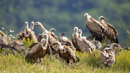 Flock of griffon vulture, gyps fulvus, sitting in Bulgarian mountains in summer. Many birds with long neck resting on grass. Multiplne feathered animals looking in pasture