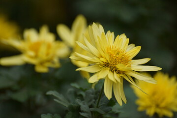 yellow flower in the garden