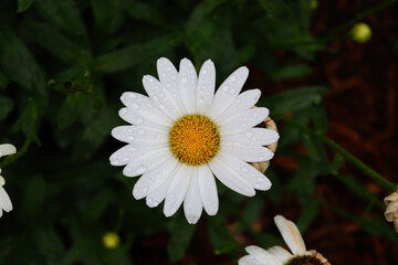 Obraz premium white daisy flower