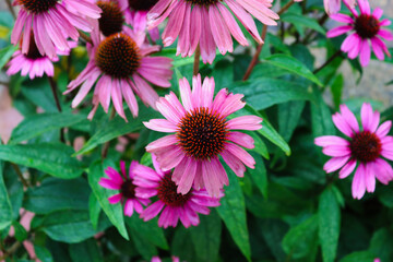 flowers in a garden
