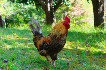 rooster on the farm
