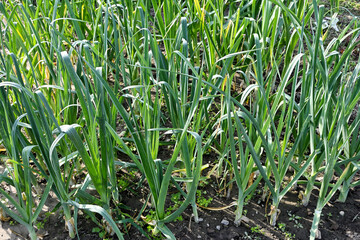 fresh spring onions growing in the field