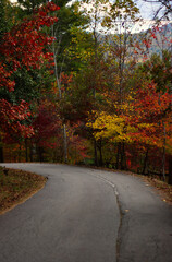 road in autumn forest