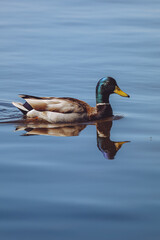 Obraz premium duck on the water