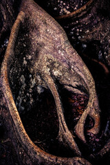 Banyan Roots, Costa Rica