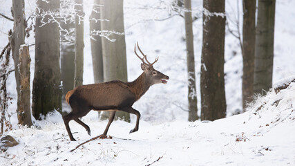 Red deer, cervus elaphus, running in snowy forest in winter from side. Stag sprinting in woodland in wintertime. Antlered mammal in movement in white nature.