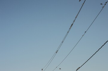 Birds swallows swifts sit on electric wires against blue sky