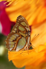 closeup of butterfly with blossoms