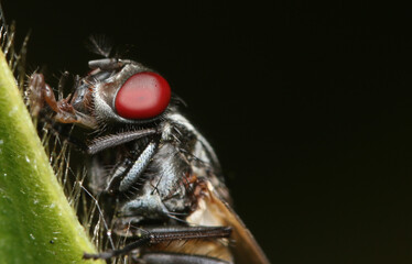 Flies Macro Photography
