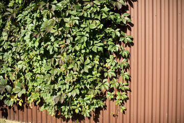 Plant on fence. Fence and bindweed. Overgrown house.