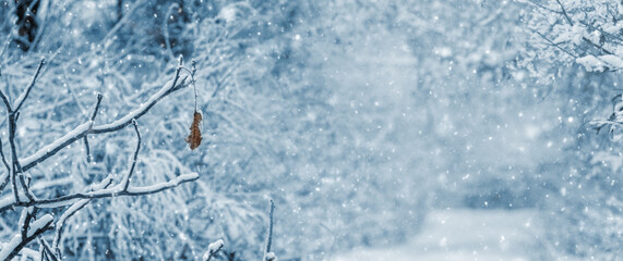 Winter forest with snow-covered trees during snowfall