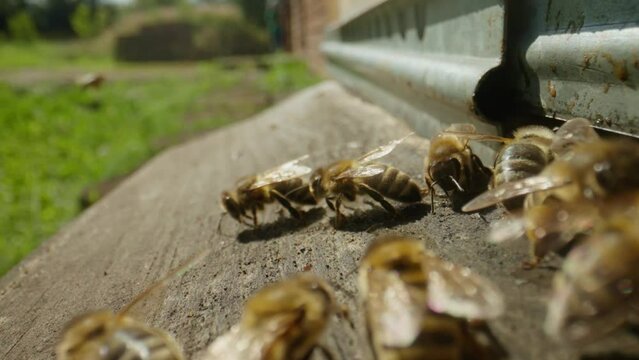 Bees fly up to the hive in the apiary, land on the notch and crawl