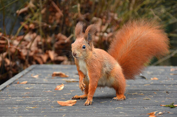 Portrait of redhead European squirrel with white tummy standing on a bench against autumn bush background