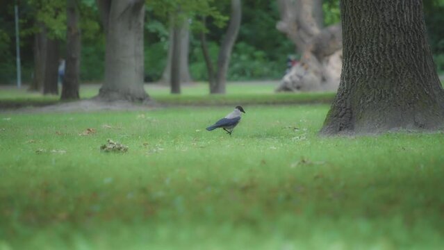 A grey crow walking on a green grass in a park. Slow motion. 