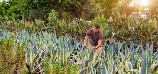 Caucasian male gardener inspects plants up close. Sale of ornamental plants in the garden center,...