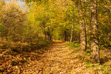 Pathway through the autumn park