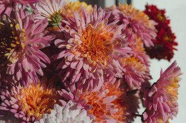 A close up photo of a bunch of dark pink chrysanthemum flowers with yellow centers and white tips...