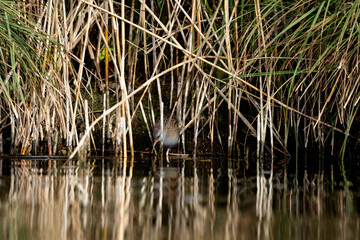 water rail