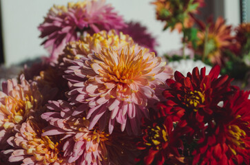 A close up photo of a bunch of dark pink chrysanthemum flowers with yellow centers and white tips...